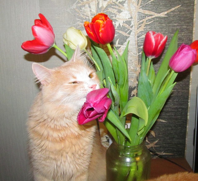 Кулинарное поздравление девчонкам ЯПа