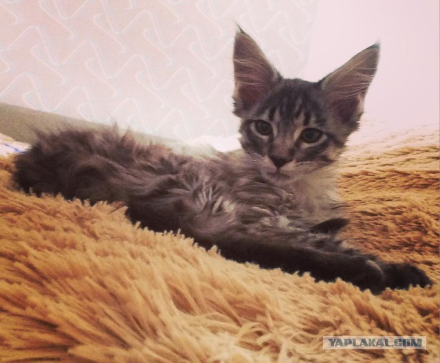 Котовторник 15.03