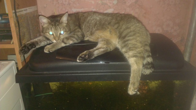 Котовторник 15.03