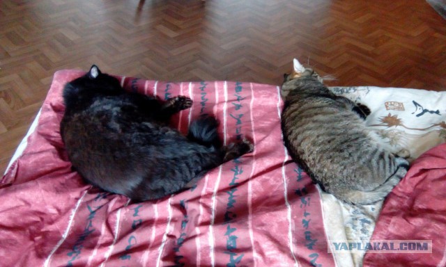 Когда два кота