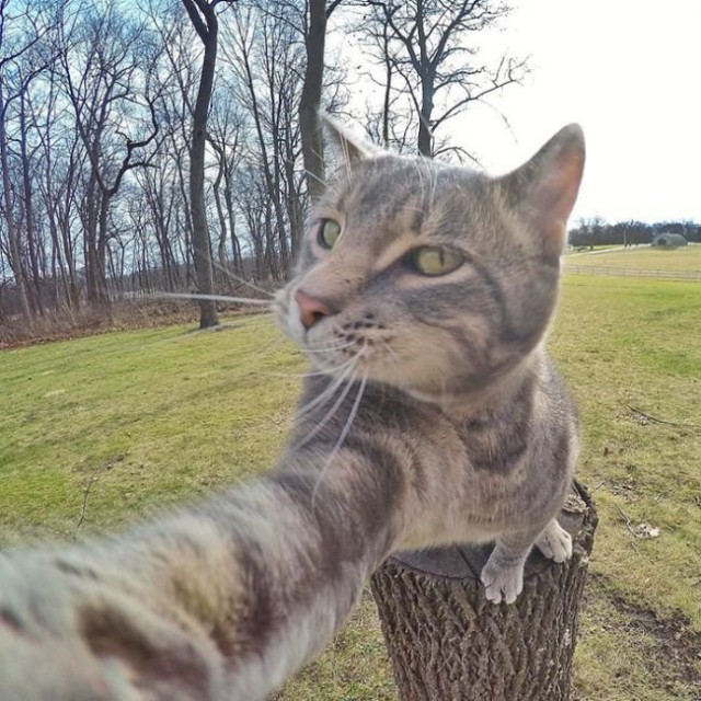 Коты из сети