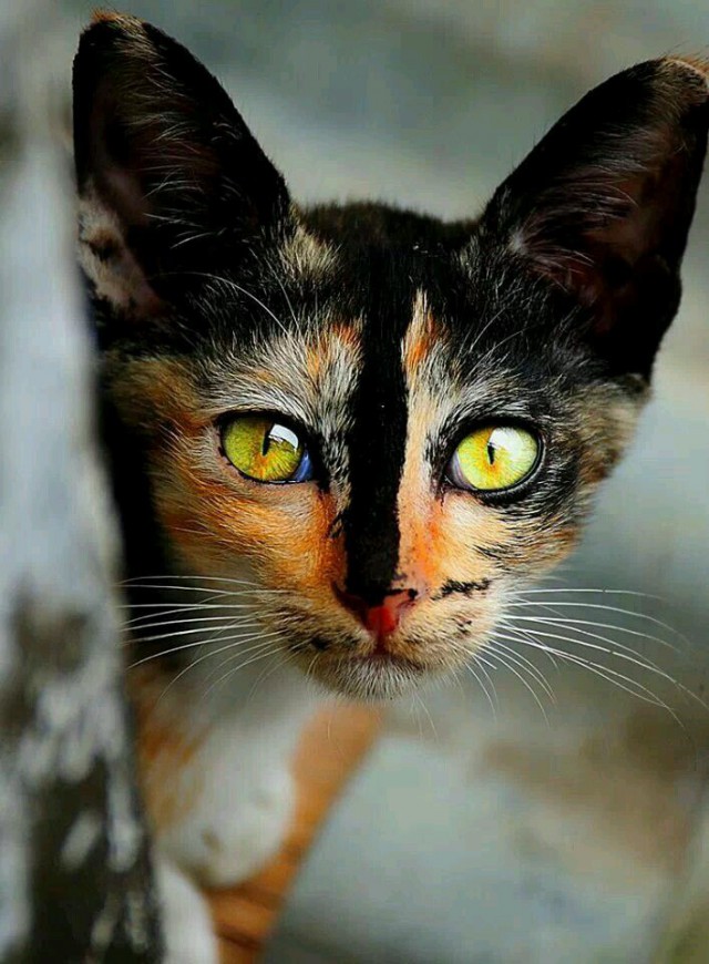 Коты и Кошки