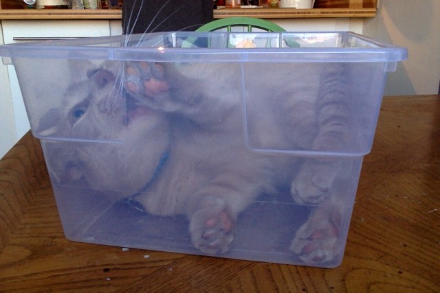 Коты и Кошки