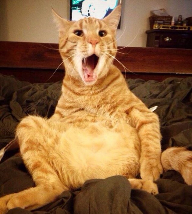 Коты и Кошки