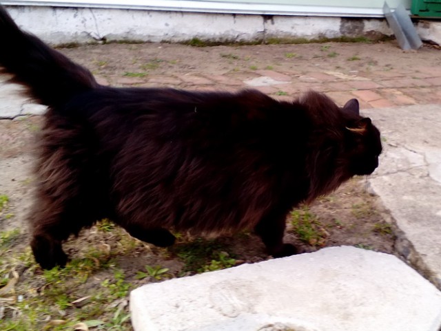 Котовторник 8.08.2017