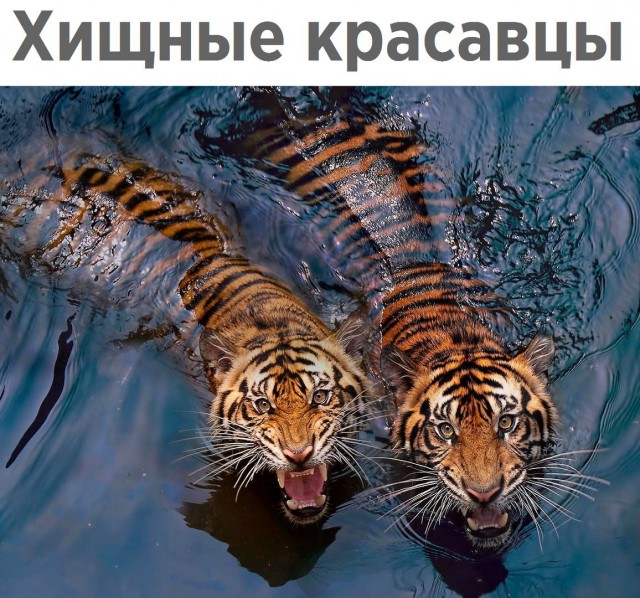 Живность из сети