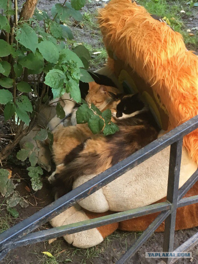 Котовторник 03.10.17.