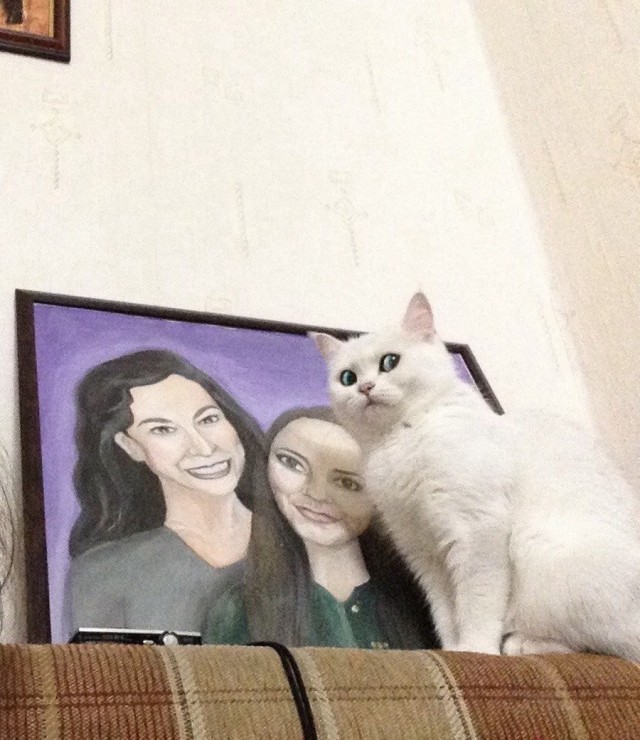 Коты и Кошки