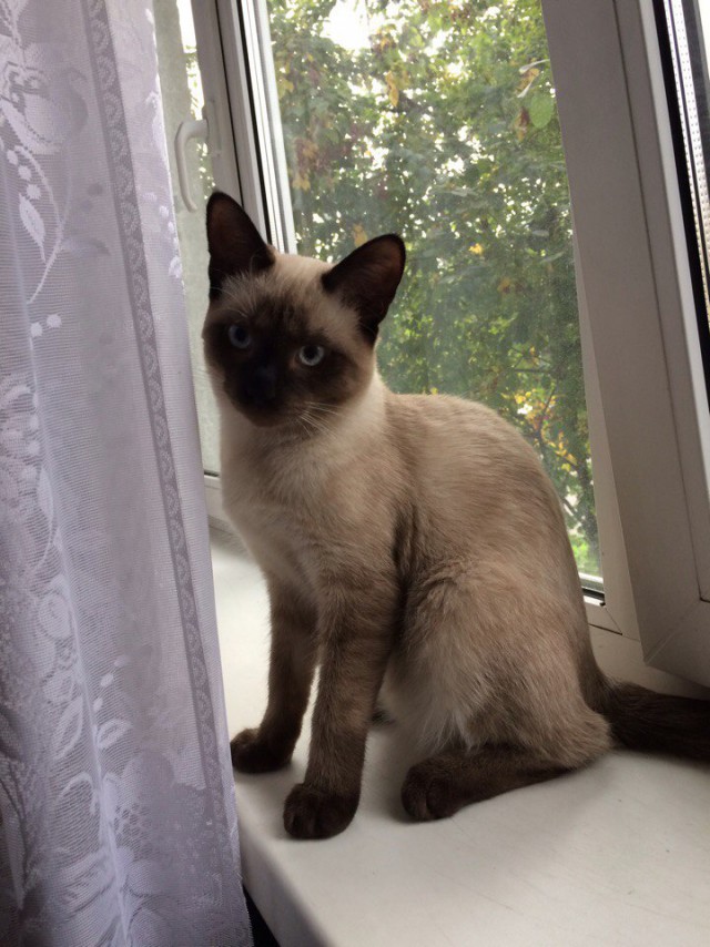 Коты и Кошки