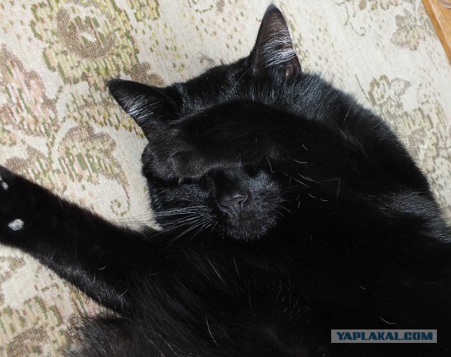 Котовторник 12.12.2017