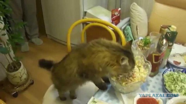 Посвящение в русские