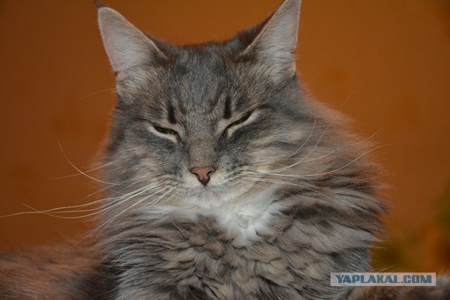 Кот ждет с рыбалки