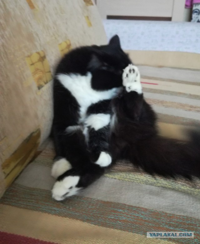 Котовторник  13.02.2018