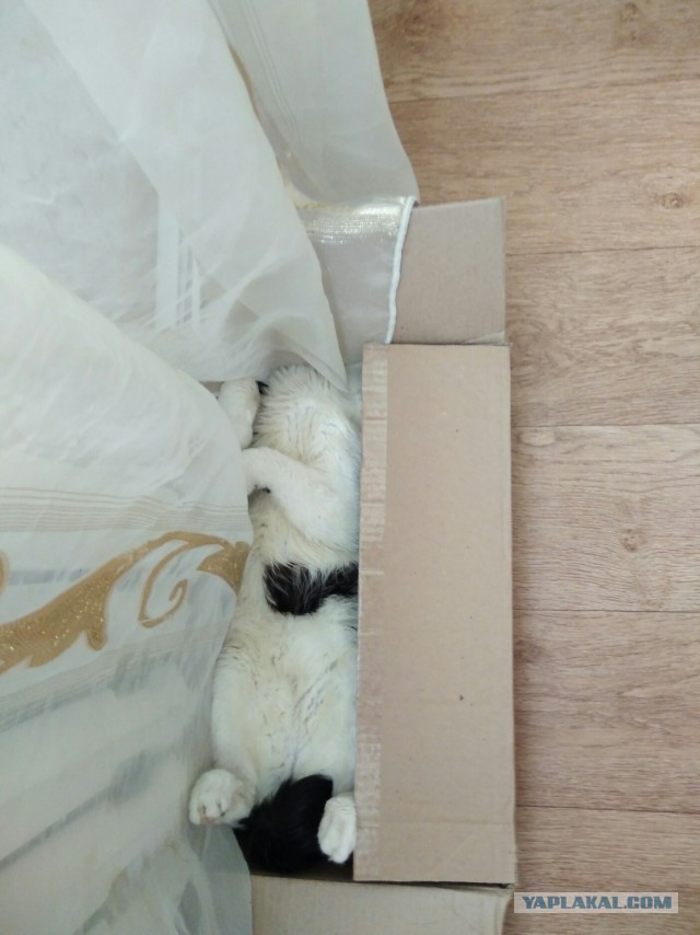 Прикольных котов пост