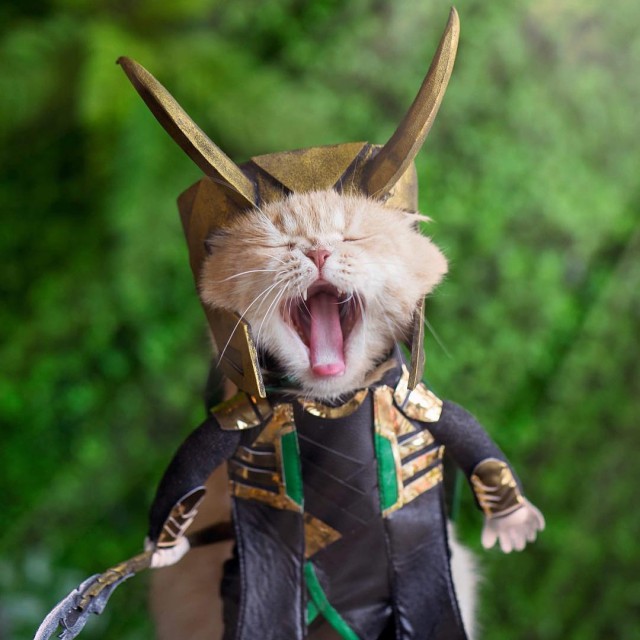 Прикольных котов пост
