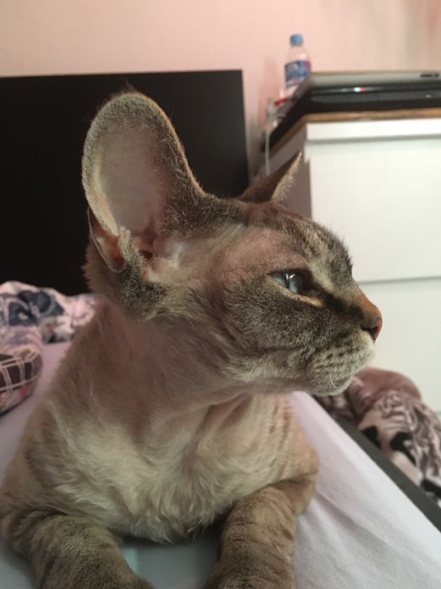 Котовторник 22.05.2018