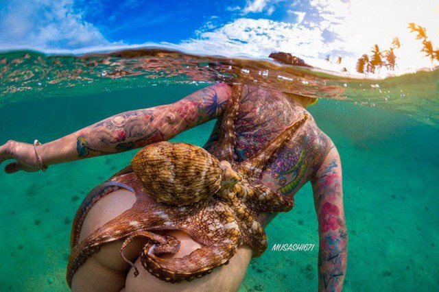 50 красивых картинок о том, что происходит под водой