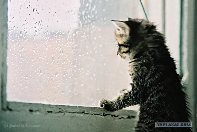 Котовторник (16.09.08)