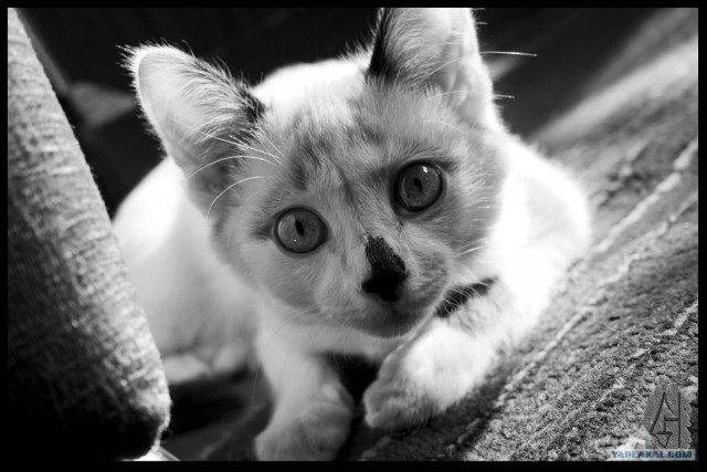 Котовторник на ферме (65 фот)