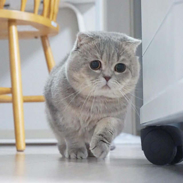 Прикольных котов пост