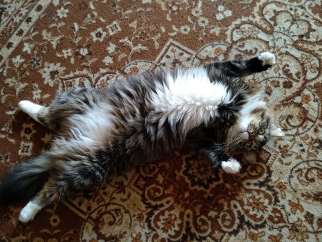 Котовторник 11.09.18.