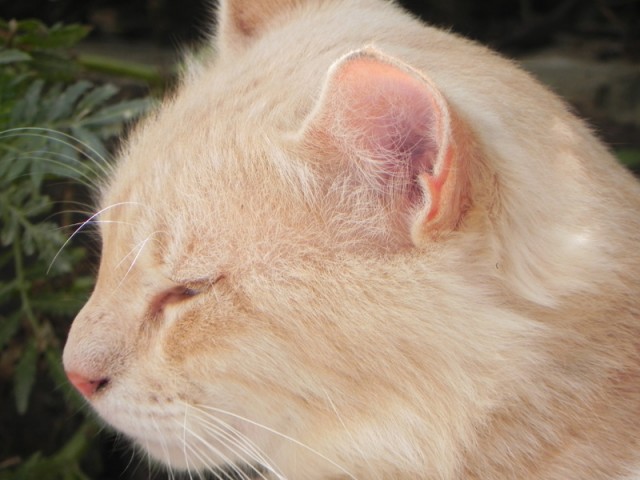 Котовторник: коты и... почти мыши