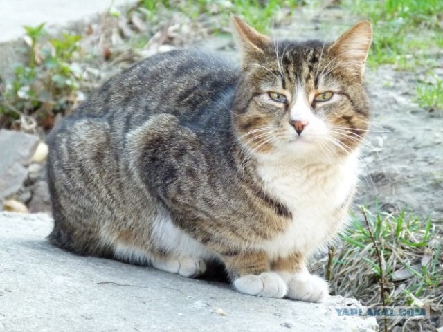 Начинаем котовторник!