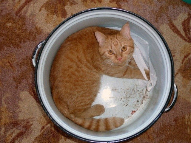 Котовторник объявляется открытым!