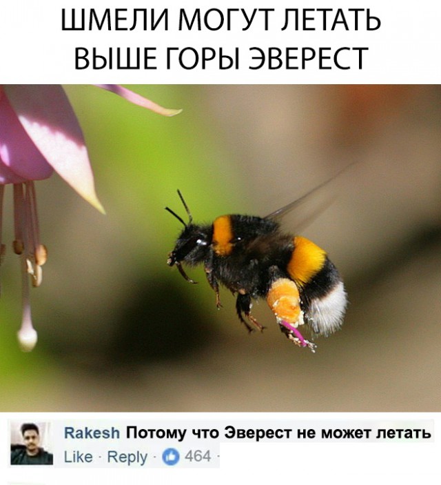 Милые животные. Мимиметр сломался