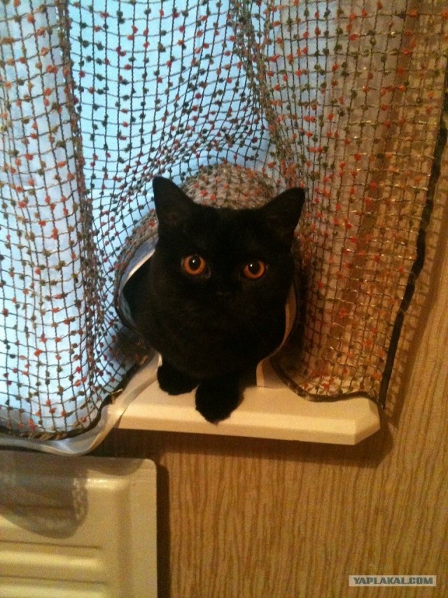 Котовторник!