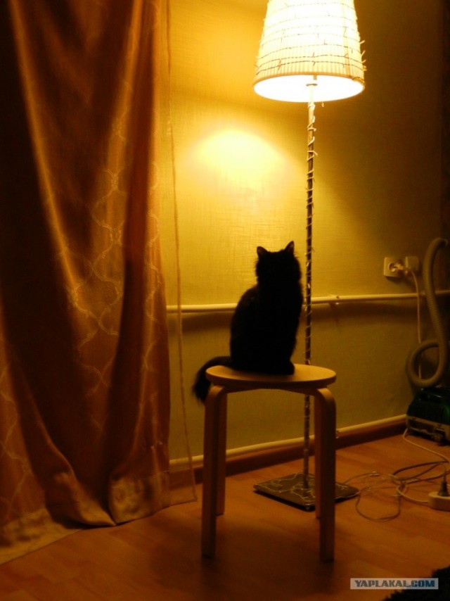 Котовторник (07.02.2012)