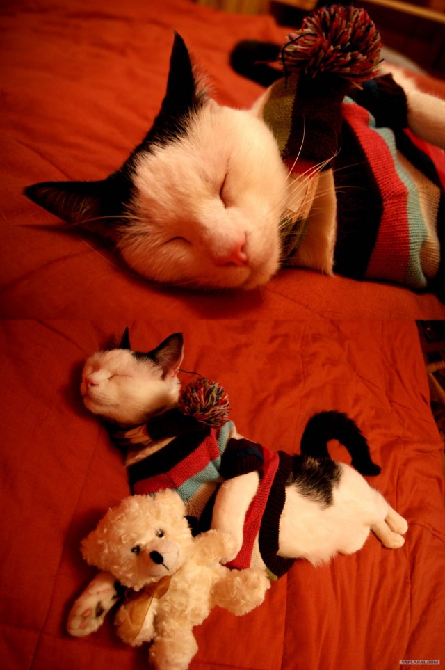 Котовторник (21.02.2012)