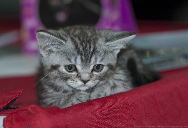 Международная выставка кошек 10-11 марта 2012 г.