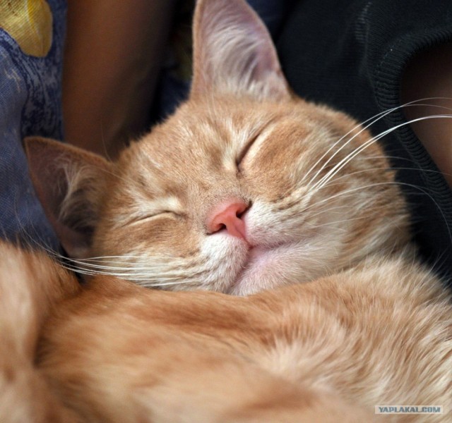 Котовторник 27.03.2012