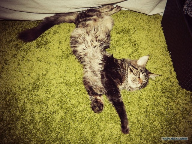 Котовторник  от 3.04.2012