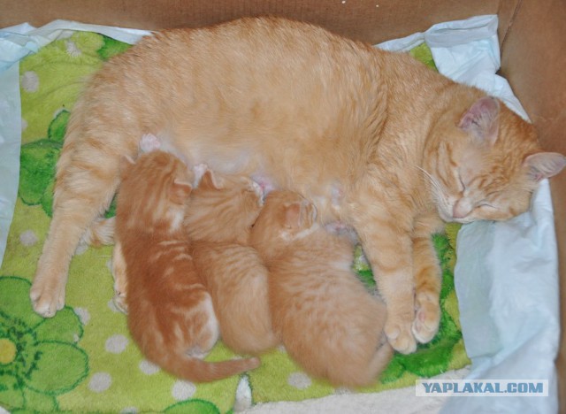 Котовторник 2019