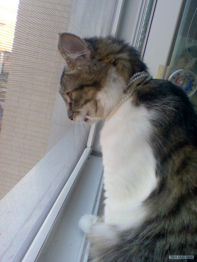 Котовторник 31.07.2012 г.