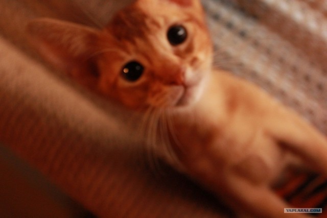 Котовторник  28.08.12