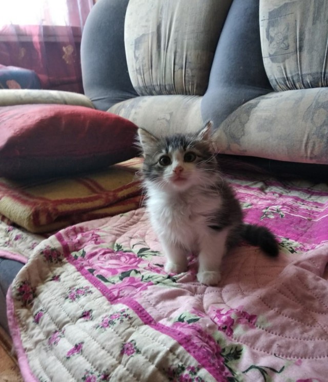 Забавные фото котеек