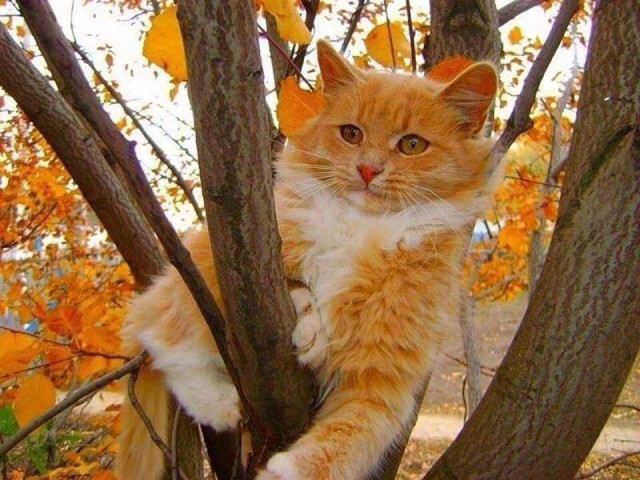 Живность из сети