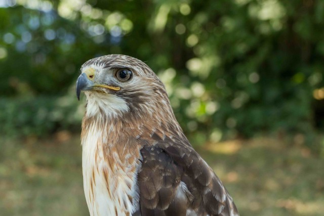 Живность из сети