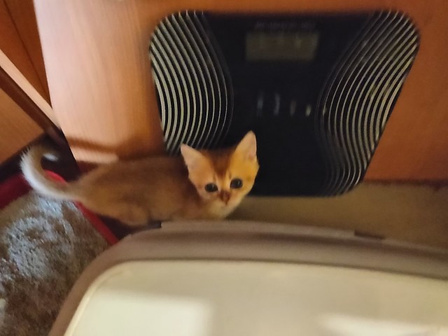 Живность из сети