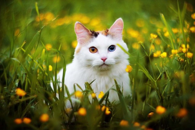 Котофеев пост