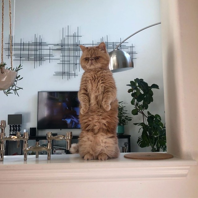 Коты из сети