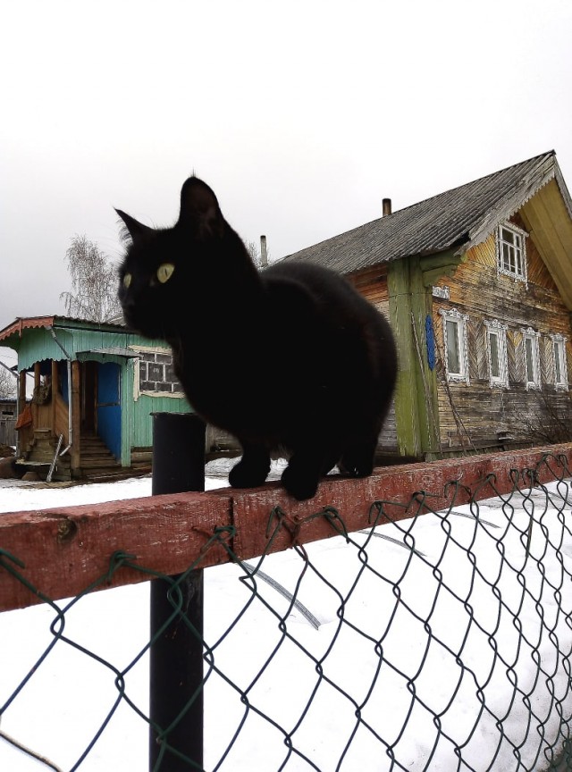 Чуток картинок не про вирус  13.0  Кошки и коты