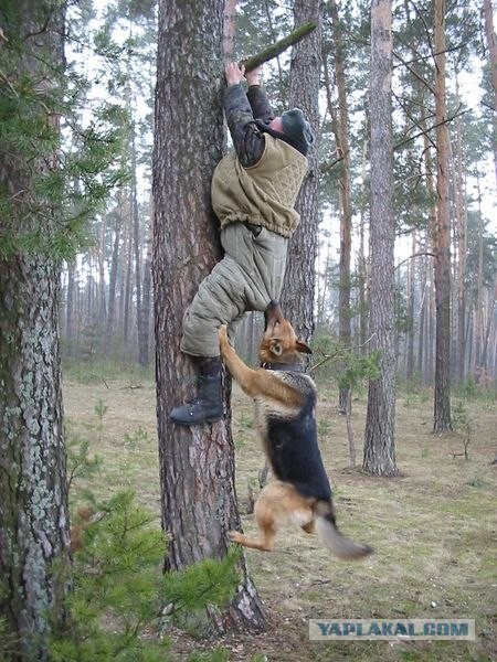 Фотожаба: Охотник и его верный пес