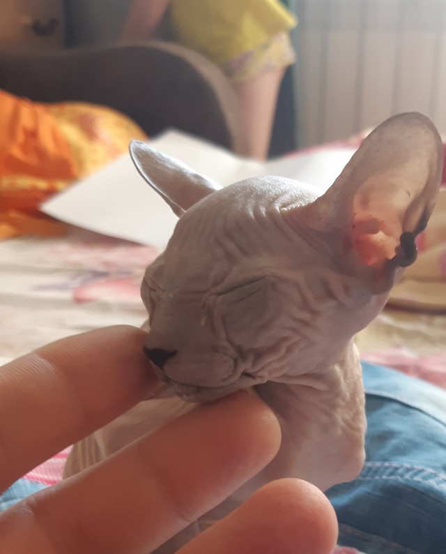 Котовторник 14.07.2020