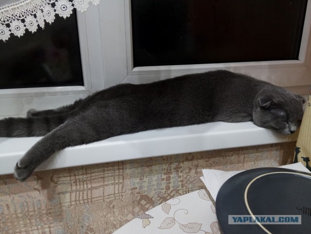 Котовторник.
