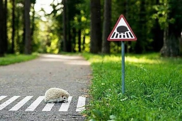 Эти забавные животные
