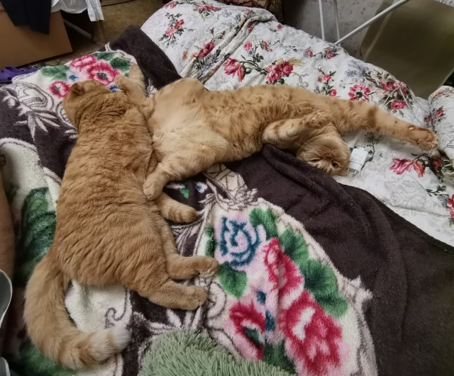 Почему котики топчут нас лапками